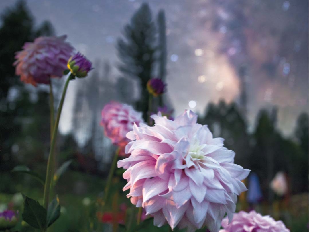 Beeline Blooms