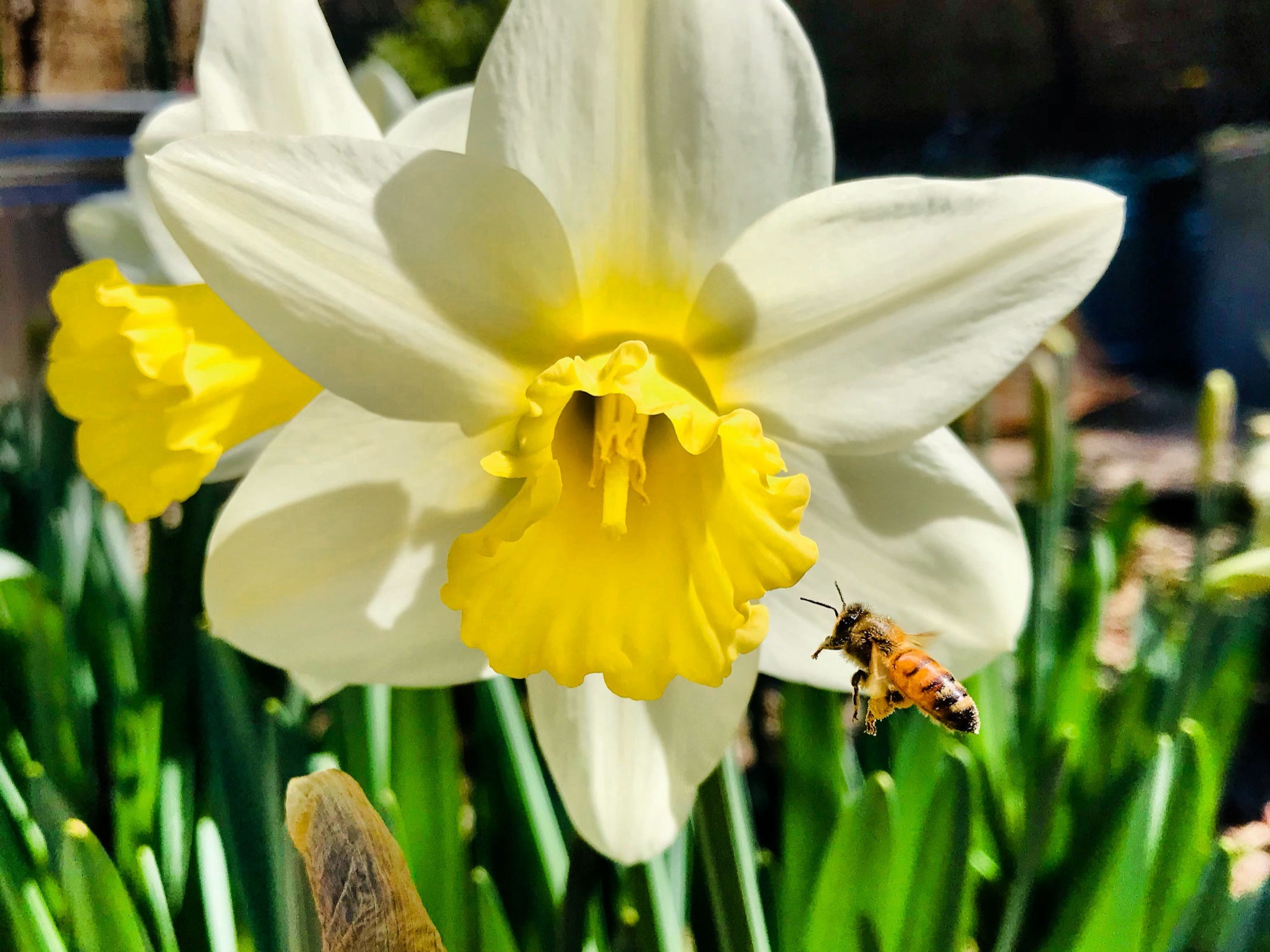 Honey Bees