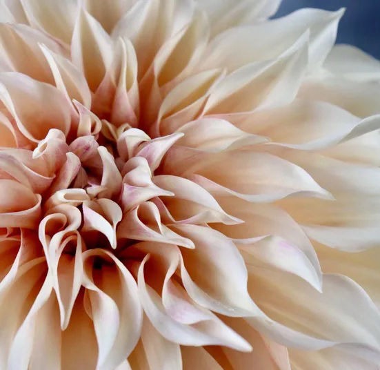Monterey Bay Dahlia Society