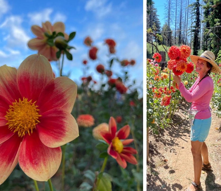 Beeline Blooms